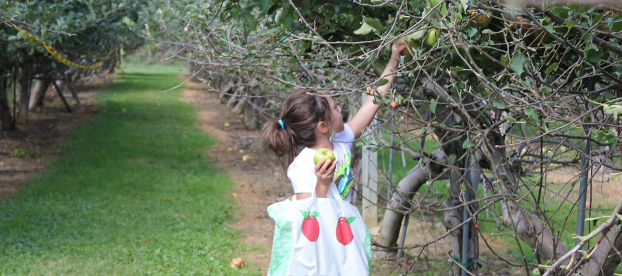 A little girl apple picking